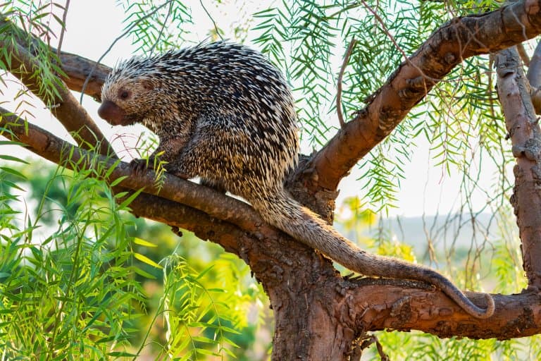prehensile-tailed porcupine facts