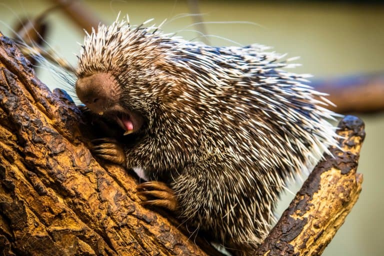 prehensile-tailed porcupine yawn!
