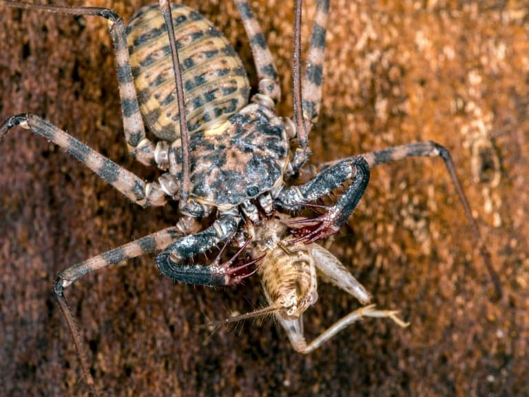 Tailless Whip Scorpion eating