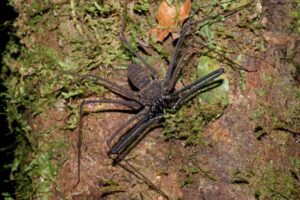 16 Terrifying Tailless Whip Scorpion Facts - Fact Animal