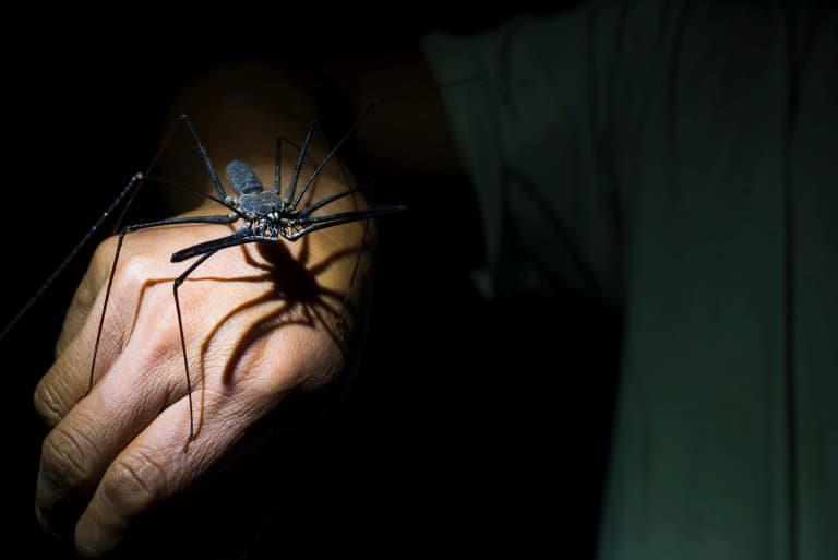 Tailless Whip Scorpion on someones hand