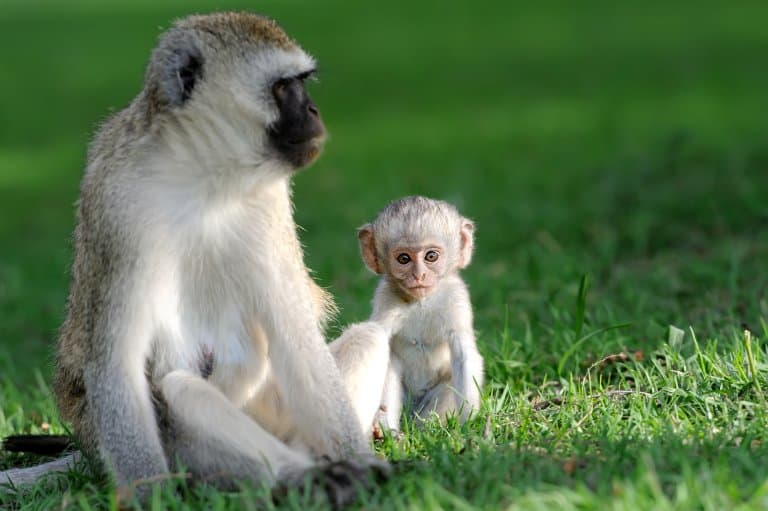 Vervet Monkey and baby