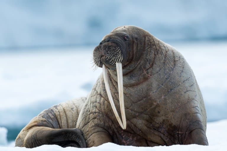 16 Wondrous Walrus Facts - Fact Animal