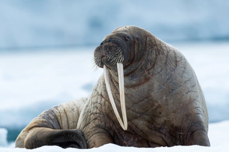 funny walrus face