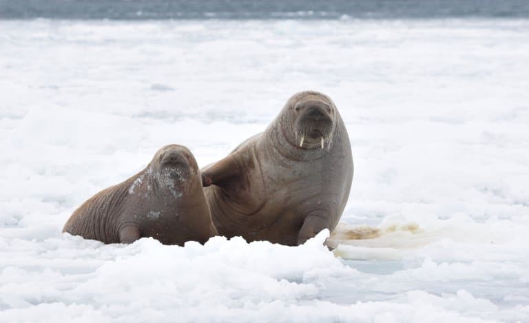 Walrus mother and calf