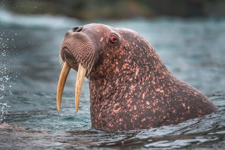 16 Wondrous Walrus Facts Fact Animal