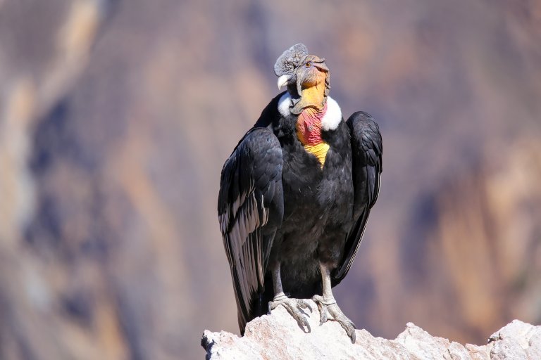 Andean Condor 