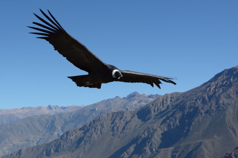 Andean Condor soaring in the thermals