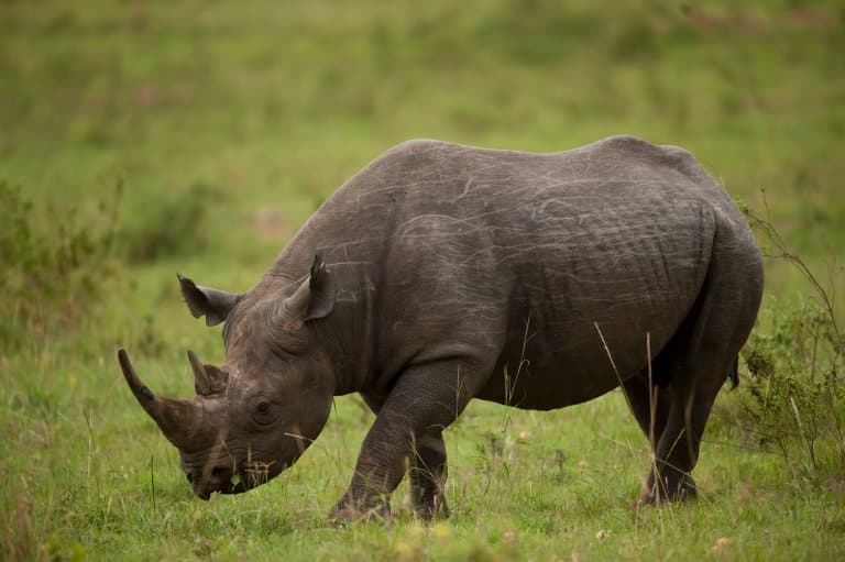black rhino facts