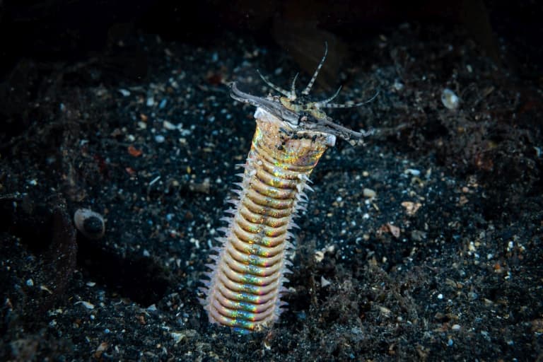 Bobbit Worm Facts