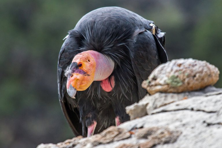 California condor bald head