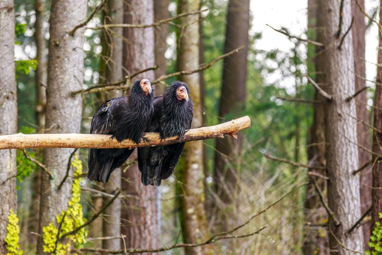 California condors perched on a tree branch
