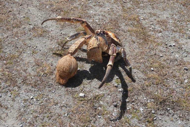 Coconut crab eating a coconut