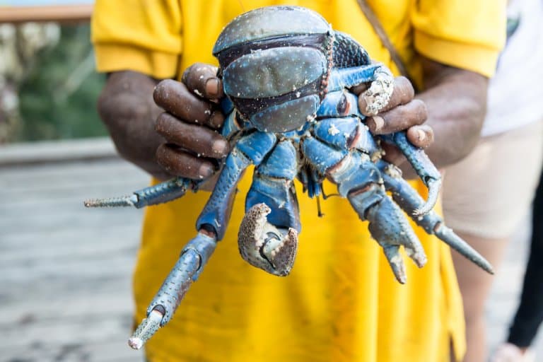 Coconut crab being held!