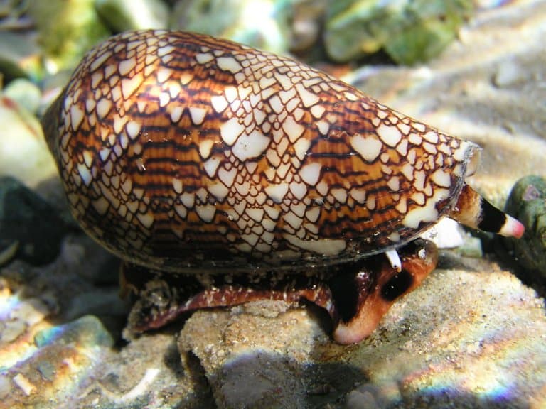 Textile Cone Snail Facts