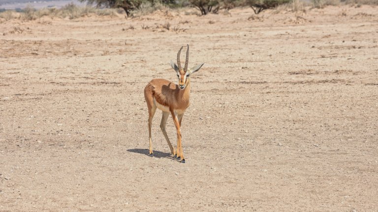 10 Dorcas Gazelle Facts - Fact Animal