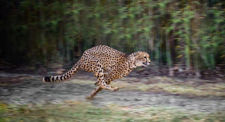 Fastest Land Animals In The World