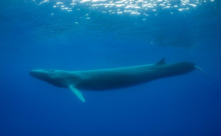 Fin Whale Facts