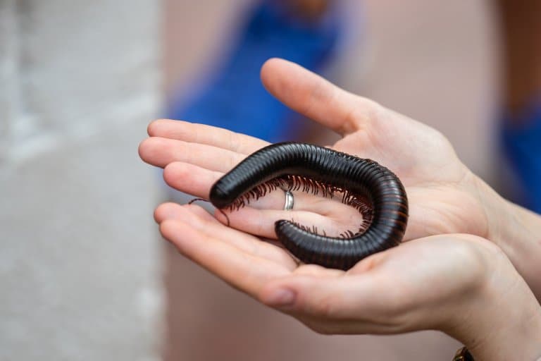 Giant African Millipede Facts