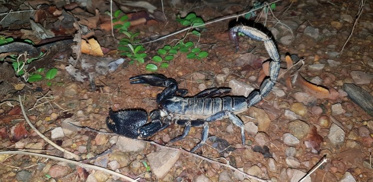 Giant Forest Scorpion Facts