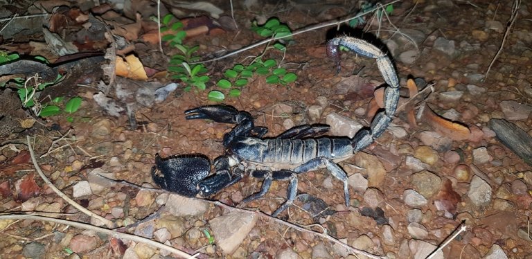 giant blue scorpion