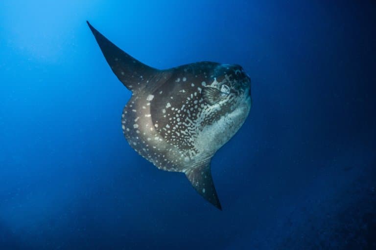 Giant Sunfish Facts