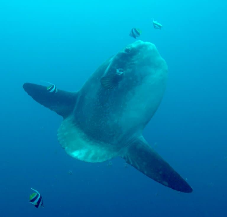 Giant Sunfish in Bali