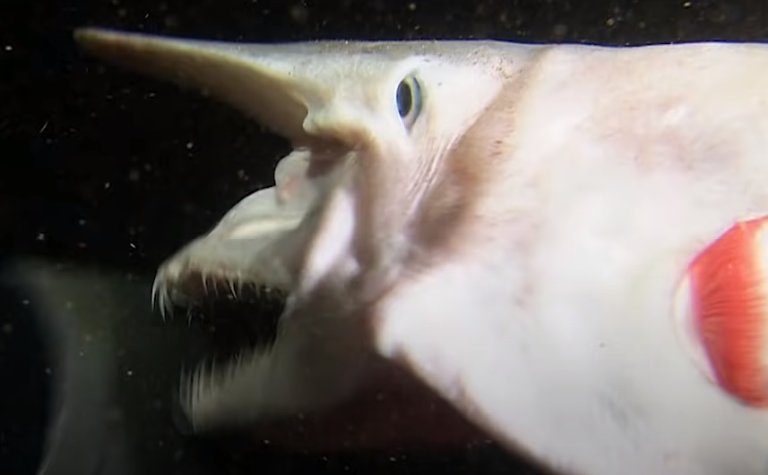 Goblin Shark Teeth to spear prey