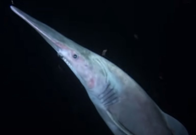 Goblin Shark