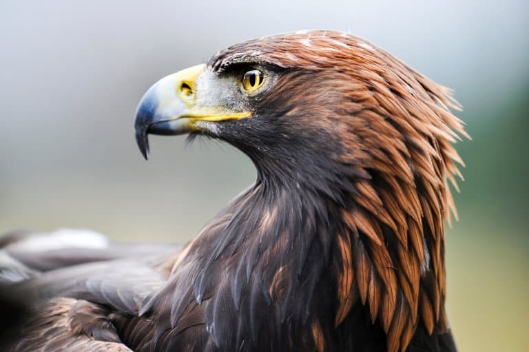 Golden Eagle head swivel