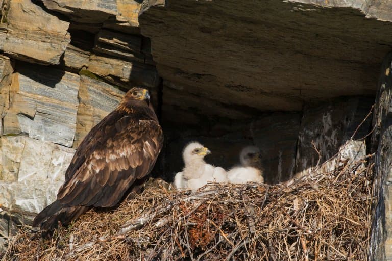 Golden Eagle nest and chicks
