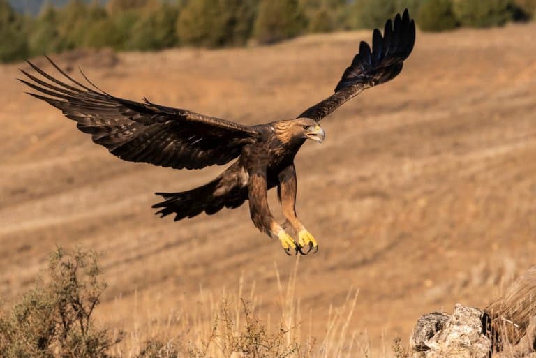 Golden Eagle swooping