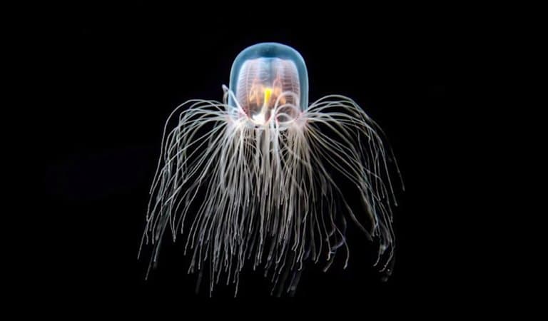 immortal jellyfish facts