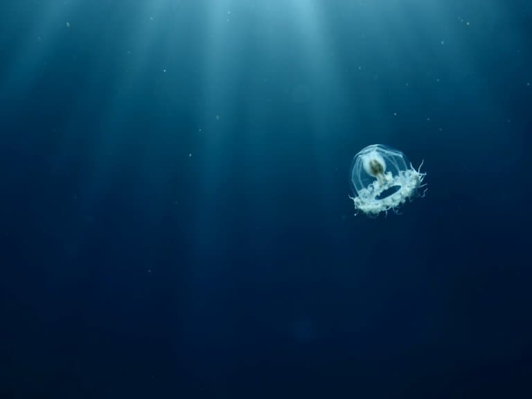 Immortal Jellyfish is 95% water