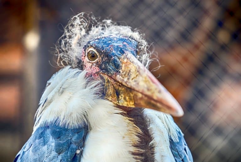 Marabou Stork bald head