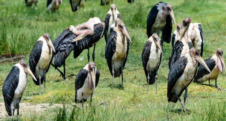 Marabou Storks colony