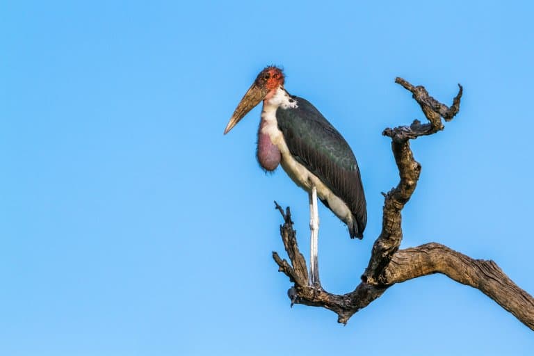 marabou stork size