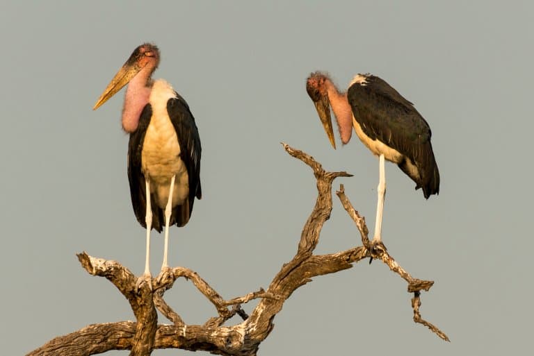 Marabou Storks in a tree