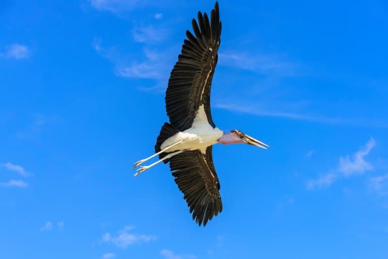 Marabou Stork wingspan