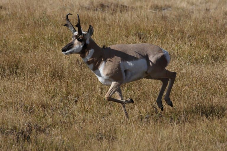 Pronghorn Facts