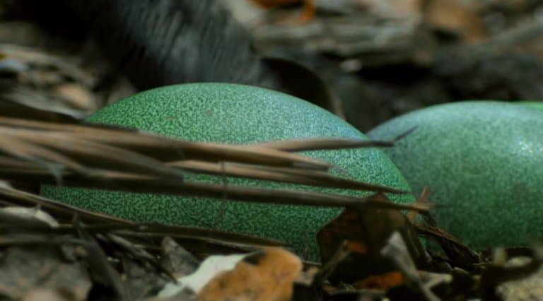 Southern Cassowary green eggs
