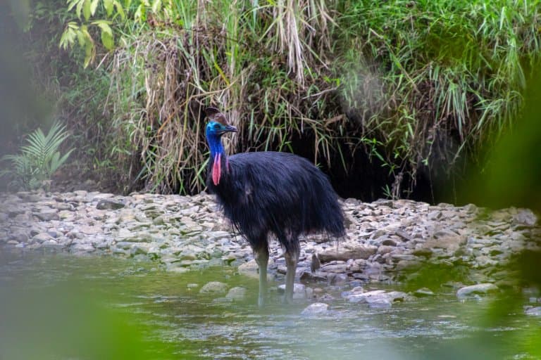 Southern Cassowary Facts