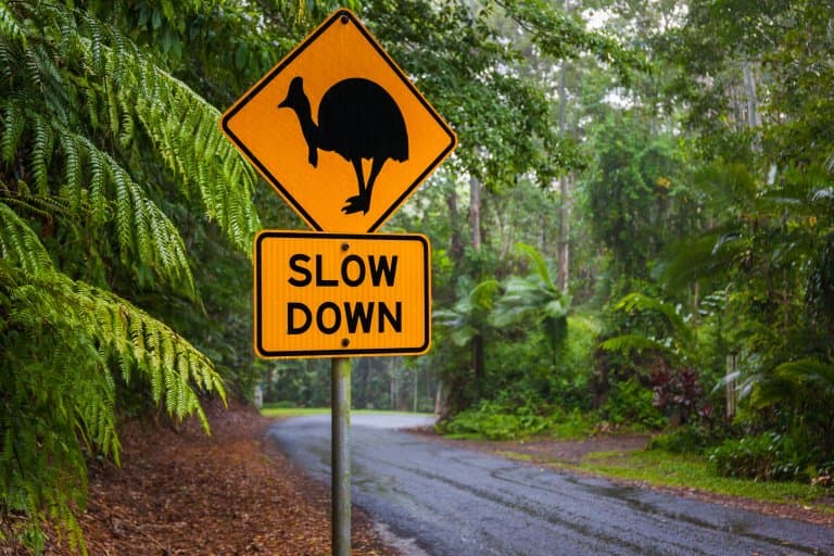 Southern Cassowary road sign