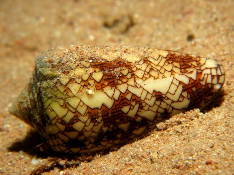 Textile Cone Snail on seafloor