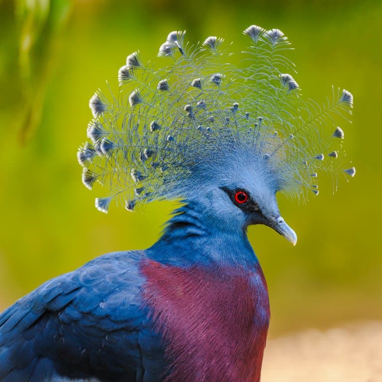 Victoria crowned pigeon Facts