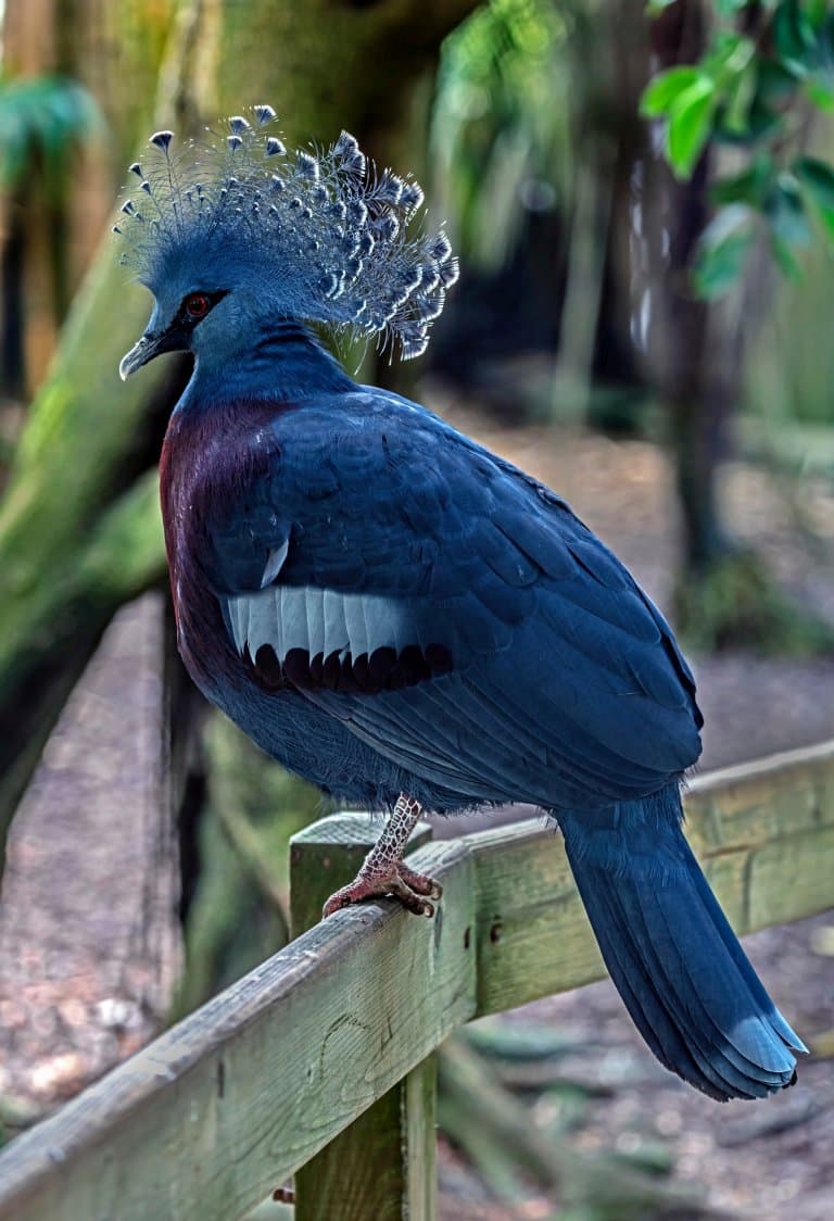 Victoria crowned pigeon tail feathers