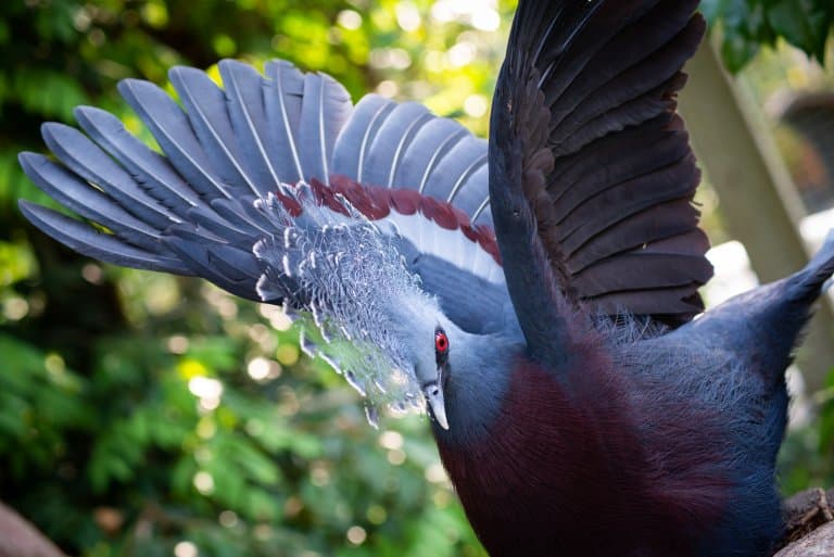 Victoria crowned pigeon clapping wings