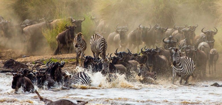 wildebeest great migration