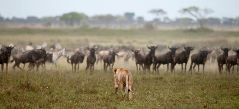 wildebeest with zebra, hunted by lions