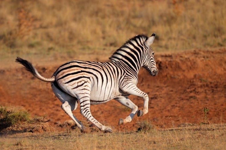 Zebra Facts